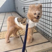 強風のせいで面白い姿に！