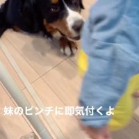 女の子を見守るダンロくん9