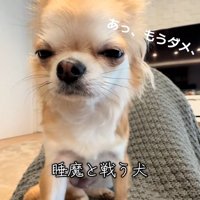 眠すぎるチャイちゃん