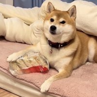 冷凍うどんに前足を乗せる犬