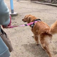 一緒にお散歩できて嬉しそう♪