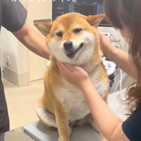 先生にも撫でられるあーちゃん