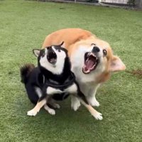 全力で遊んだら、すごいお顔に！