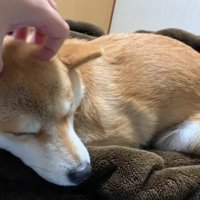 撫でてもらいながらウトウト…
