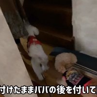 おばあちゃんについて行って…