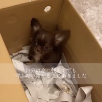 段ボール箱の中から見上げる小さな犬