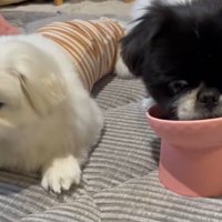 はんちゃんが先に完食