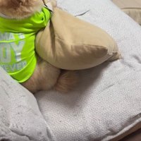 お散歩に誘ったら…