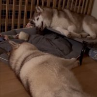 お喋り上手