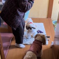 見に来た杏ちゃん