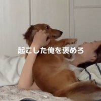 ベッドに横になっている飼い主に撫でられる犬