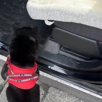 車を見つめる柴犬