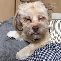 寝癖のすごさも天下一品