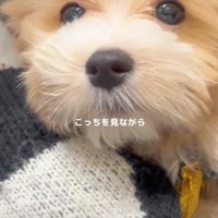 抱っこされる子犬