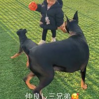 子供と遊ぶ犬たち