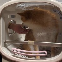 投稿主さんが宥める