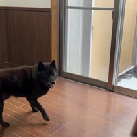 嬉しくて部屋の中をぐるぐる♪