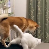 先回りしてソファから降りて…