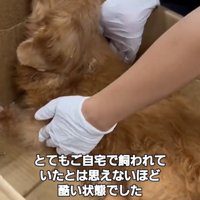箱の中で体を支えられる犬