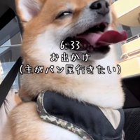車に乗って満足そうな表情の犬
