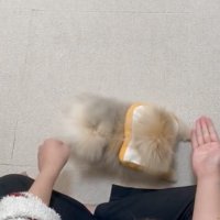 空っぽの右手を見る犬
