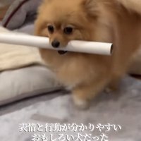 筒を咥えて歩くポメラニアン