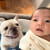 赤ちゃんに視線を送りながら飼い主の足に飛びつく犬