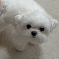 マルチーズの「ライス」くん