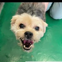 保護当時のまるるちゃん