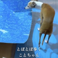 「おにーさん…どうして…」