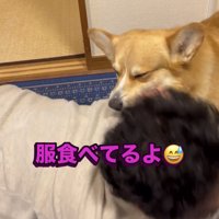 服に顔を押しつける犬