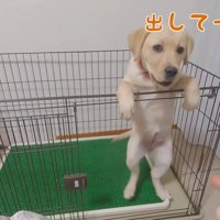 必死にアピール！