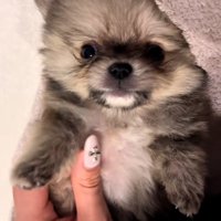 撫でられるテディ君