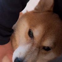 撫でてもらう柴犬