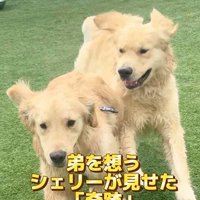 一緒にドッグランで遊ぶ2匹