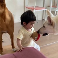 元保護犬2匹と赤ちゃんの日常