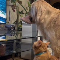 テレビも一緒に観るよ