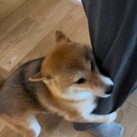 大好きなおじさんが来た時のはちちゃん7