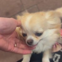 お迎えに来てくれたプティちゃん7