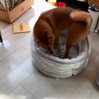 自分の寝床へいく花子ちゃん