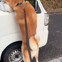 甘える秋田犬