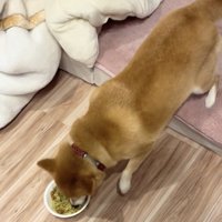 ごはんを食べる犬