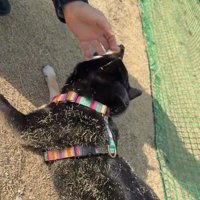 フセしてじゃれる音色ちゃん