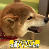 口を開けて立っている犬