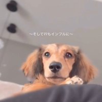 パパとママに寄り添うビッシュちゃん4