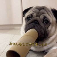 不思議そうな顔をする小型犬