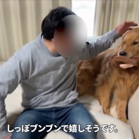 ソファ上に乗る大型犬