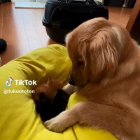 子猫たちを見る福ちゃん