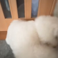 全身でおかわりする犬