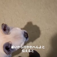 足元にいる犬